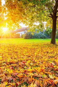 leaf removal service peoria