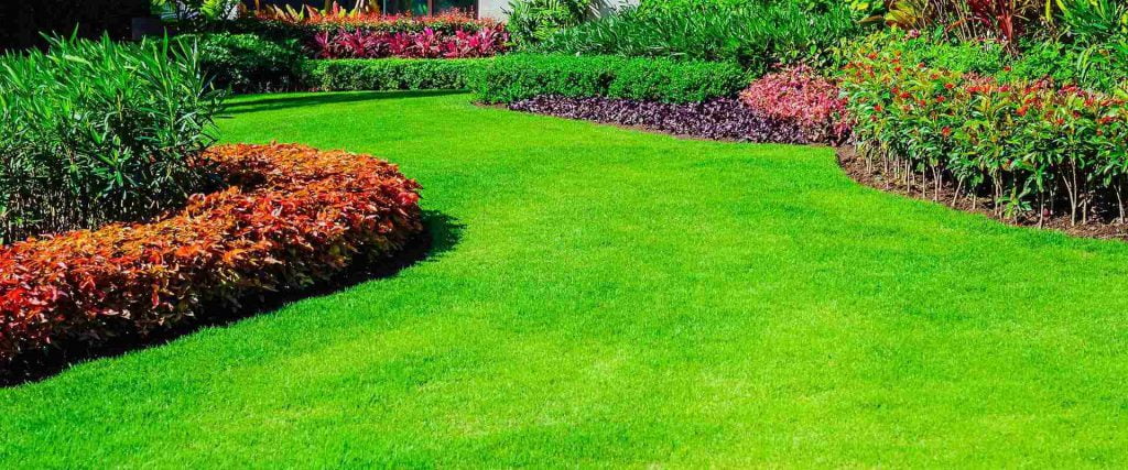 green fertilized grass
