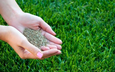 2025 Complete Spring Lawn Care Tips for your Yard