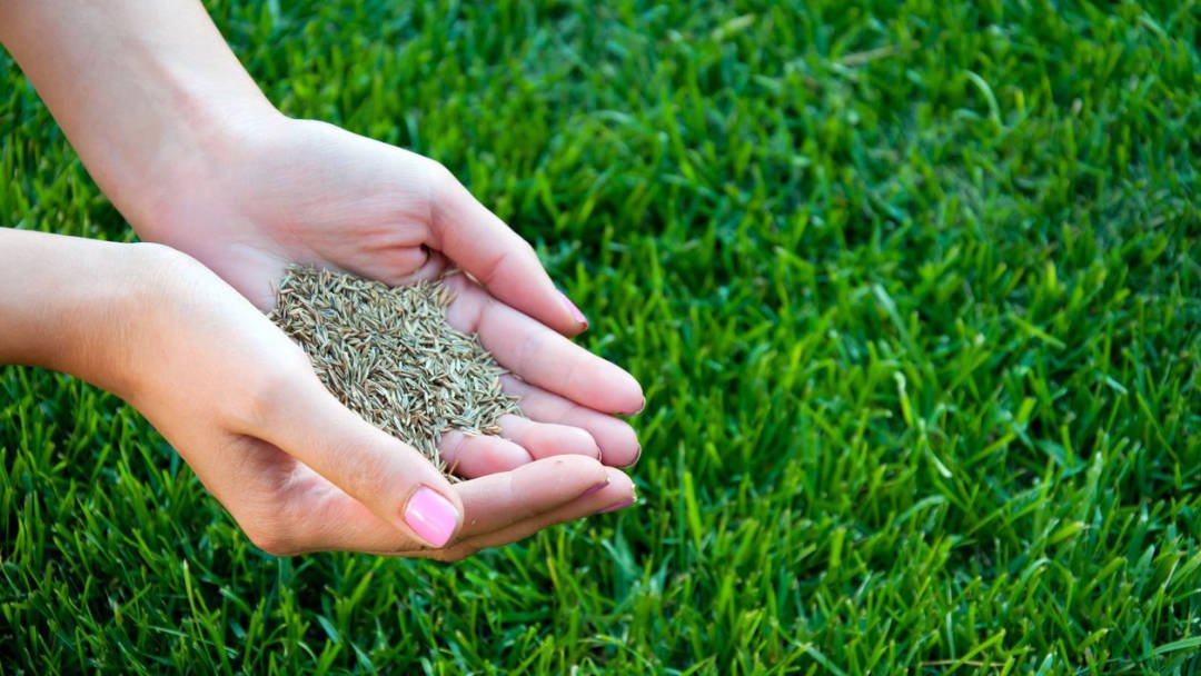 2025 Complete Spring Lawn Care Tips for your Yard