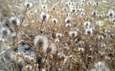 Weeds: Winning the Fight of Weeds in your Garden