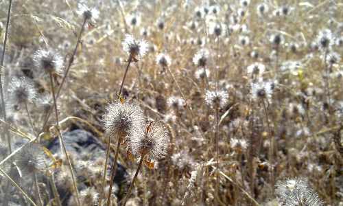 Weeds: Winning the Fight of Weeds in your Garden